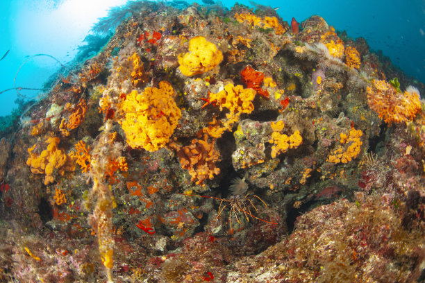 龙虾海洋生物水下呼吸器潜水员视角地中海图片下载