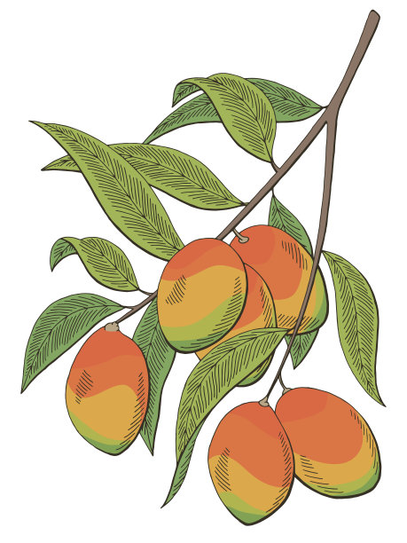 芒果果实图形分支颜色孤立素描插图矢量图片下载