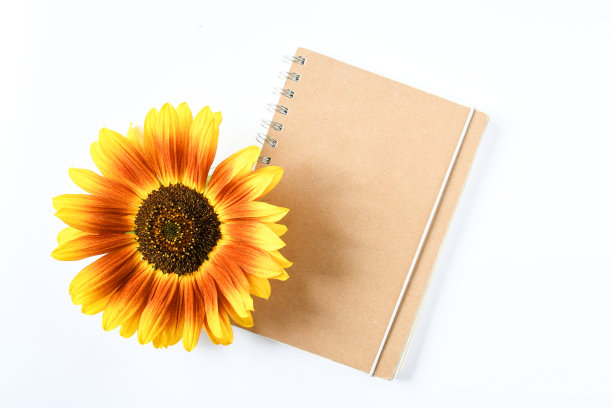 俯视图特写美丽的大单向日葵切割与棕色花粉和三种颜色的花瓣在红橙色，黄色放在笔记本上。图片下载