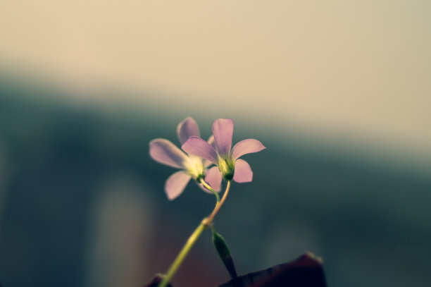 盆中居家植物酢浆草的粉红色花朵图片下载
