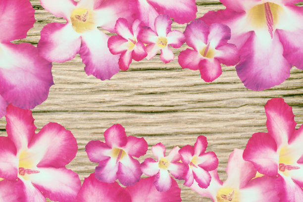 粉红色的花镶在棕色的木头上图片下载