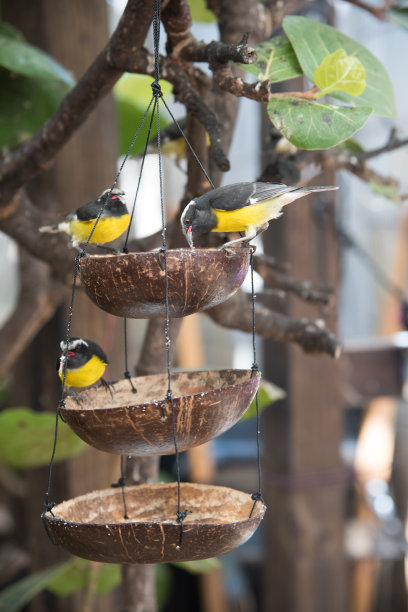 加勒比海的小麻雀在喂鸟器上图片下载