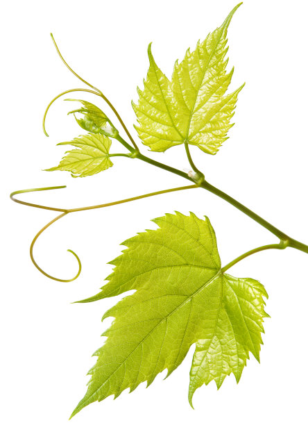 绿色新鲜的葡萄叶在枝上与茎和卷须孤立在白色的背景上，接近图片下载