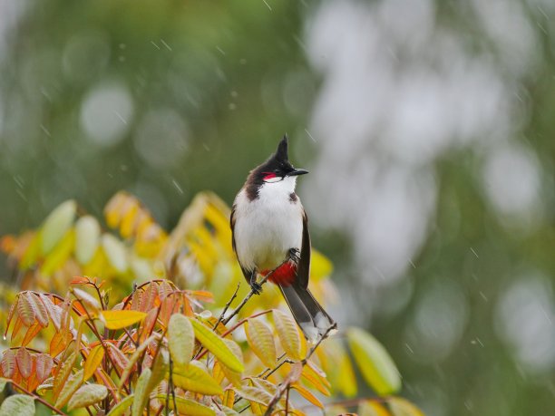 栖息在自然栖息地的红色须白头鹎图片下载