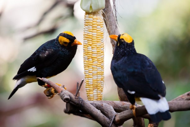 黄脸八哥在鸟舍吃玉米棒图片下载