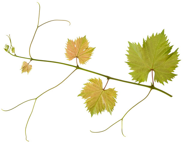 葡萄叶的分枝与茎孤立在白色背景上，自然叶藤蔓近图片下载