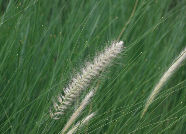 迷你花草移动由风吹和绿叶背景。图片下载