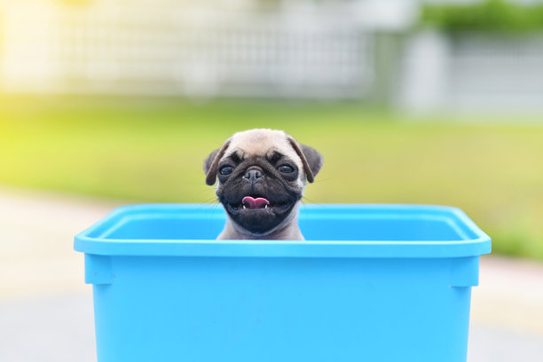 蓝色桶里的小狗巴哥图片下载