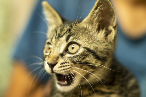 奇怪的猫图片下载