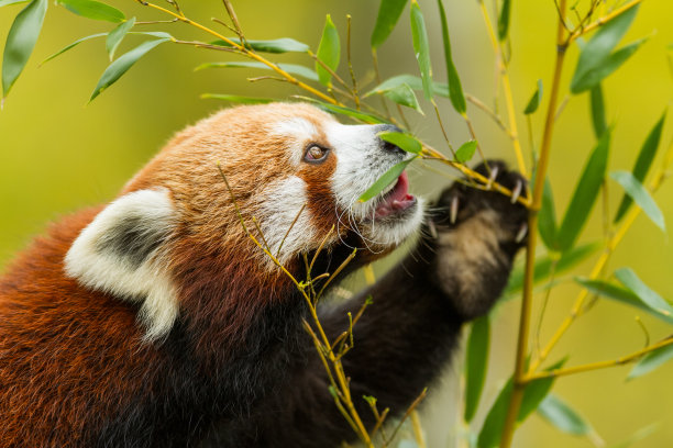 小熊猫在树上图片下载