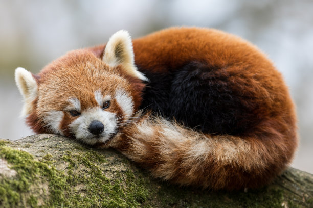 小熊猫在树上图片下载