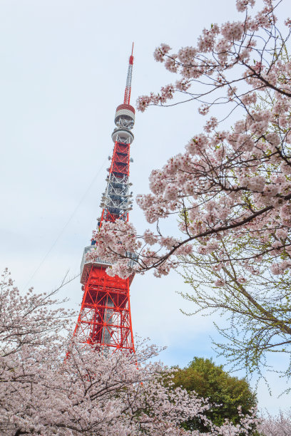 美丽的粉红色樱花在东京樱花盛开图片下载
