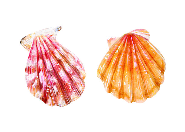 一对孤立的海扇贝。素材图片