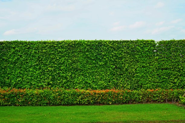 绿色藤壁纹理。热带的背景图片下载