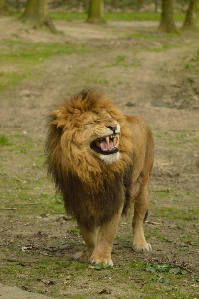 狮子男咆哮图片下载