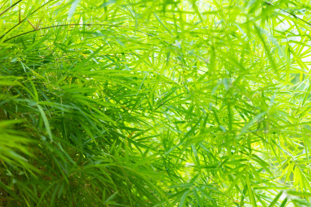竹叶,布什。图片下载
