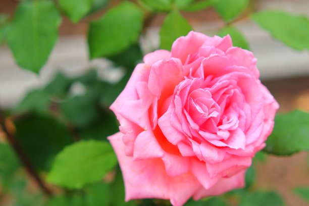 粉红色的玫瑰花和绿色的图片下载