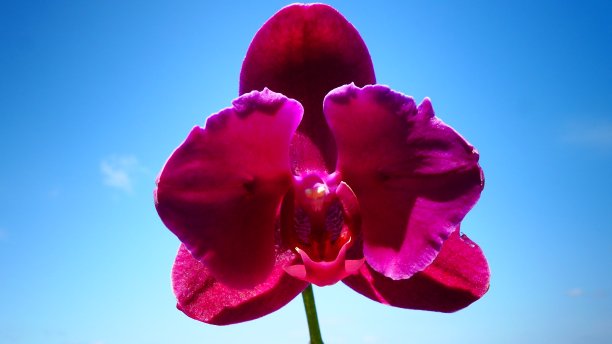粉红色兰花在蓝色天空的特写背景图片下载