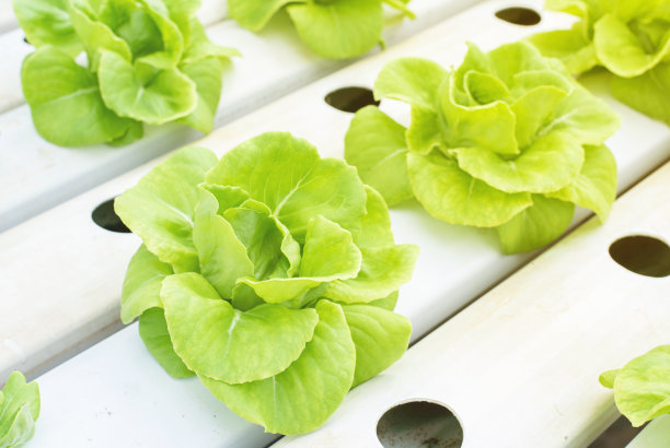 水培种植的绿牛油头蔬菜，水培蔬菜的叶片，用于沙拉。图片下载