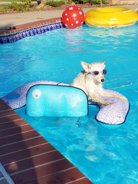 挂十只小狗图片下载