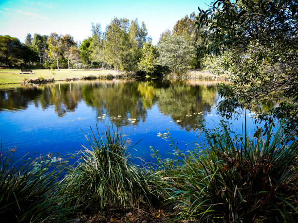 鸭子池塘在Peregian Springs，靠近努萨在阳光海岸，澳大利亚昆士兰图片下载