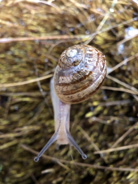 蜗牛的速度图片下载