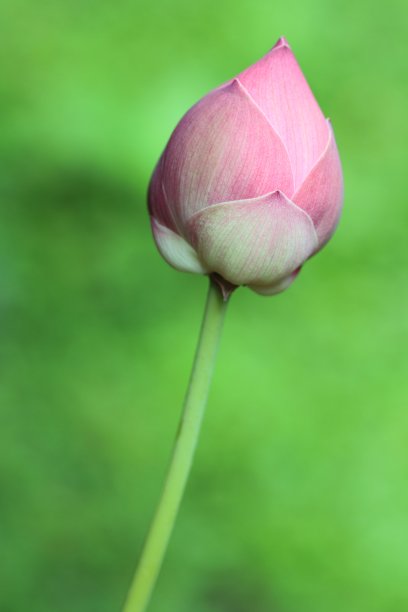 莲花芽图片下载