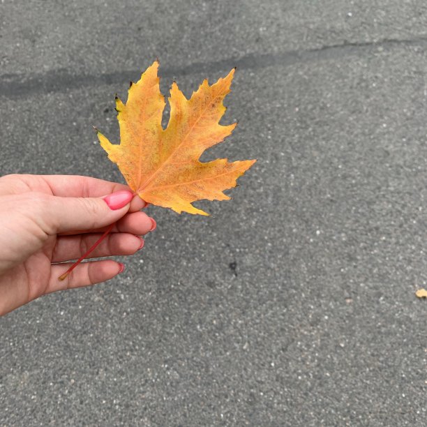 金色的枫叶在女人的手中图片下载
