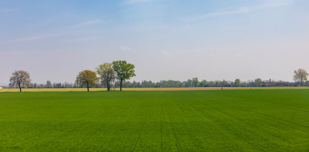 远处的树木图片下载
