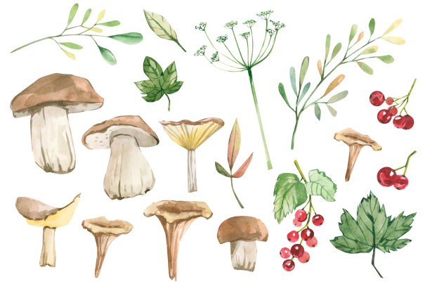 水彩设置秋季森林元素蘑菇，树叶，树枝，浆果。绿色植物花卉。图片下载