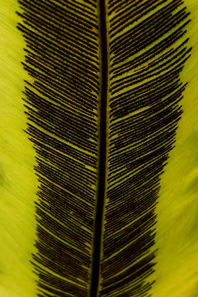 kandaka叶图片下载