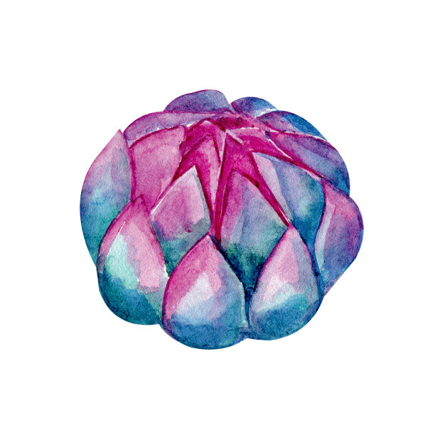 多汁的水彩，粉红色，紫色，淡紫色在白色的背景。手绘succulentus。适合你的项目，婚礼，贺卡，照片，横幅，博客，花环，图片下载