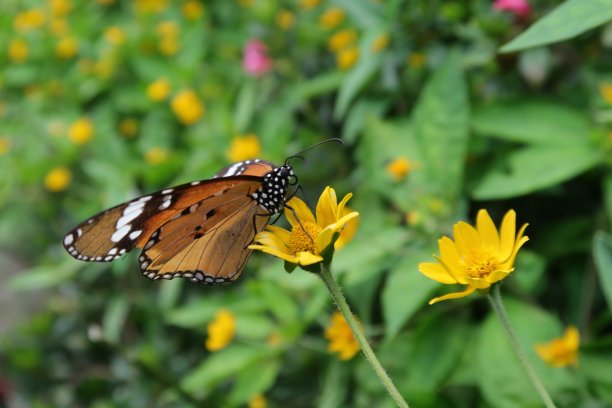 美丽的蝴蝶在春天的花园，照片由微距摄影图片下载