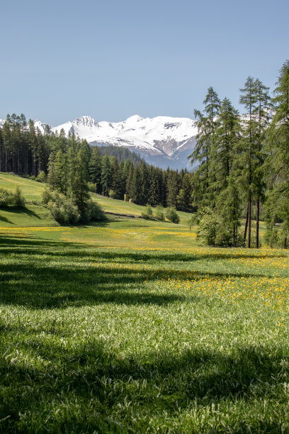 在瑞士阿尔卑斯山脉的蓝天下，在绿色树木繁茂的山脉后面的雪山景色图片下载