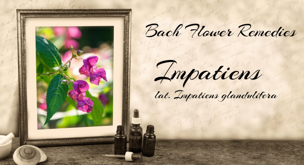 爱德华·巴赫-巴赫花疗法-凤仙花，凤仙花腺图片下载