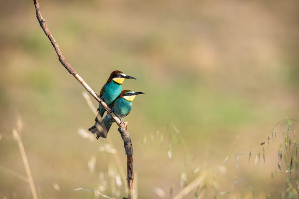 在交配季节，在野生自然界的无叶树枝(栖木)上，一对欧洲蜂虎夫妇(蜂虎)图片下载