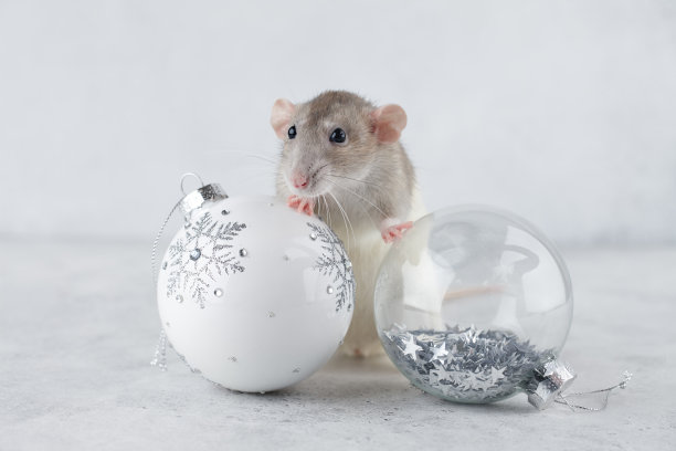 用圣诞玻璃球装饰的老鼠图片下载