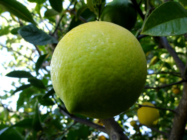 树上柠檬的特写图片下载