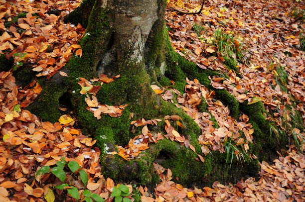 树，秋天，冬天，雪图片下载
