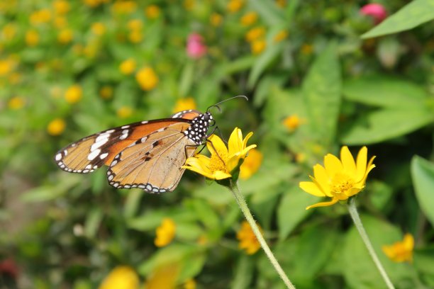 美丽的蝴蝶在春天的花园，照片由微距摄影图片下载