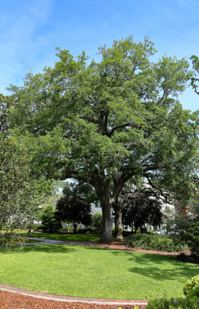 公园里有一棵大橡树图片下载