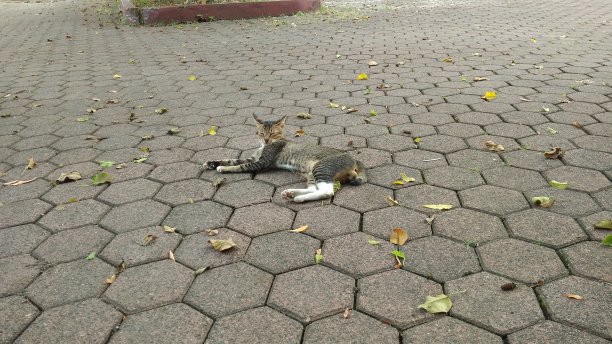 可爱的猫图片下载