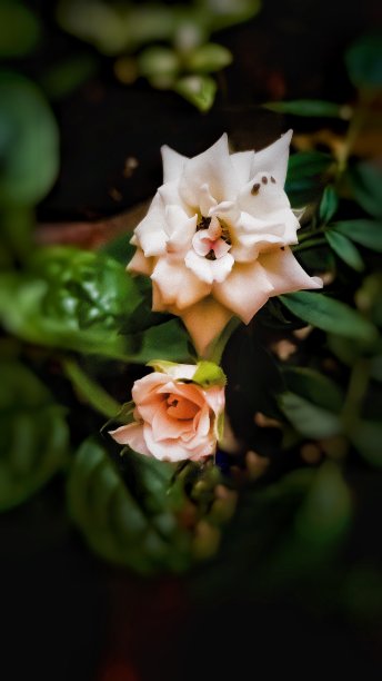 含苞欲放的小玫瑰图片下载