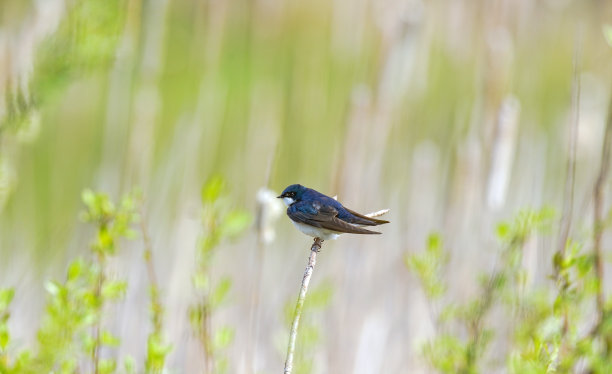 燕子落在树上素材图片