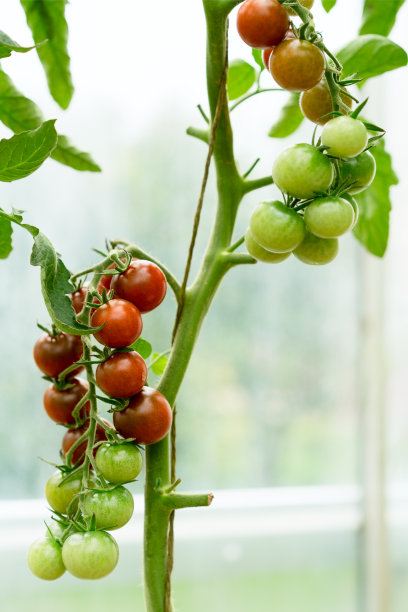 漂亮的红色和绿色的西红柿生长在温室里。园艺番茄照片与复制空间。景深浅图片下载