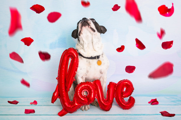 法国斗牛犬，爱的形状气球和下落的玫瑰花瓣图片下载