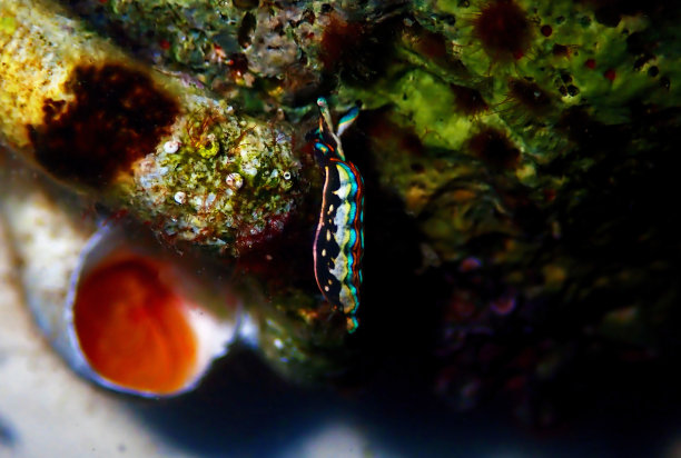 河北Thuridilla hopei - Sacoglossan海蛞蝓，在地中海水下拍摄图片下载