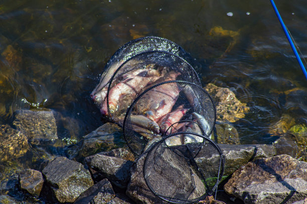 有鱼在水里的钓鱼笼。图片下载