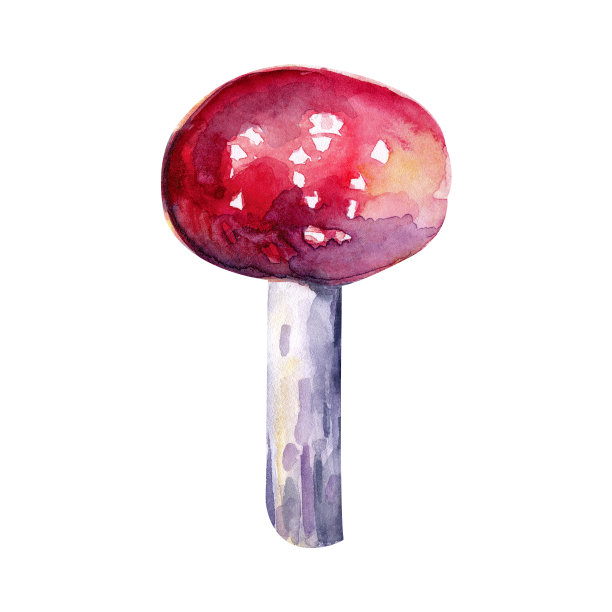 红色的苍蝇木耳在水彩孤立在白色的背景。森林蘑菇。秋天的森林。现实的风格。水彩画波希米亚森林，孤立海报鹅膏插画，蝇木耳。手绘。图片下载
