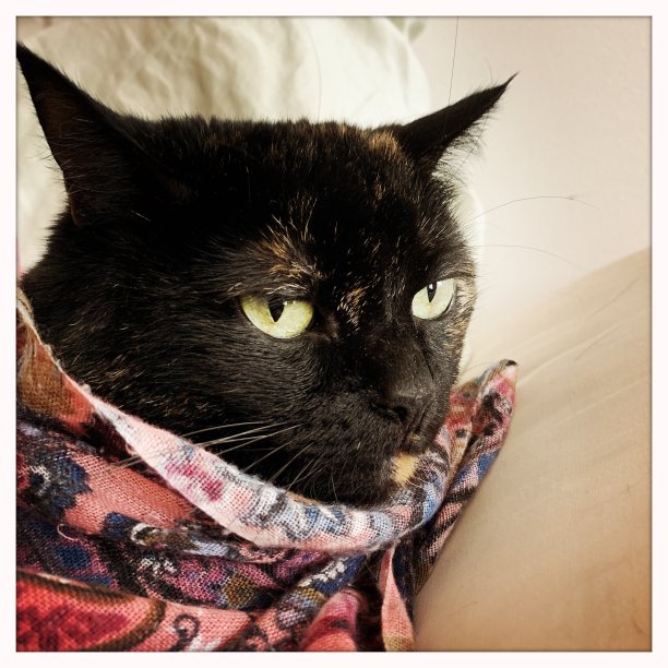 用织物裹着的高级猫图片下载